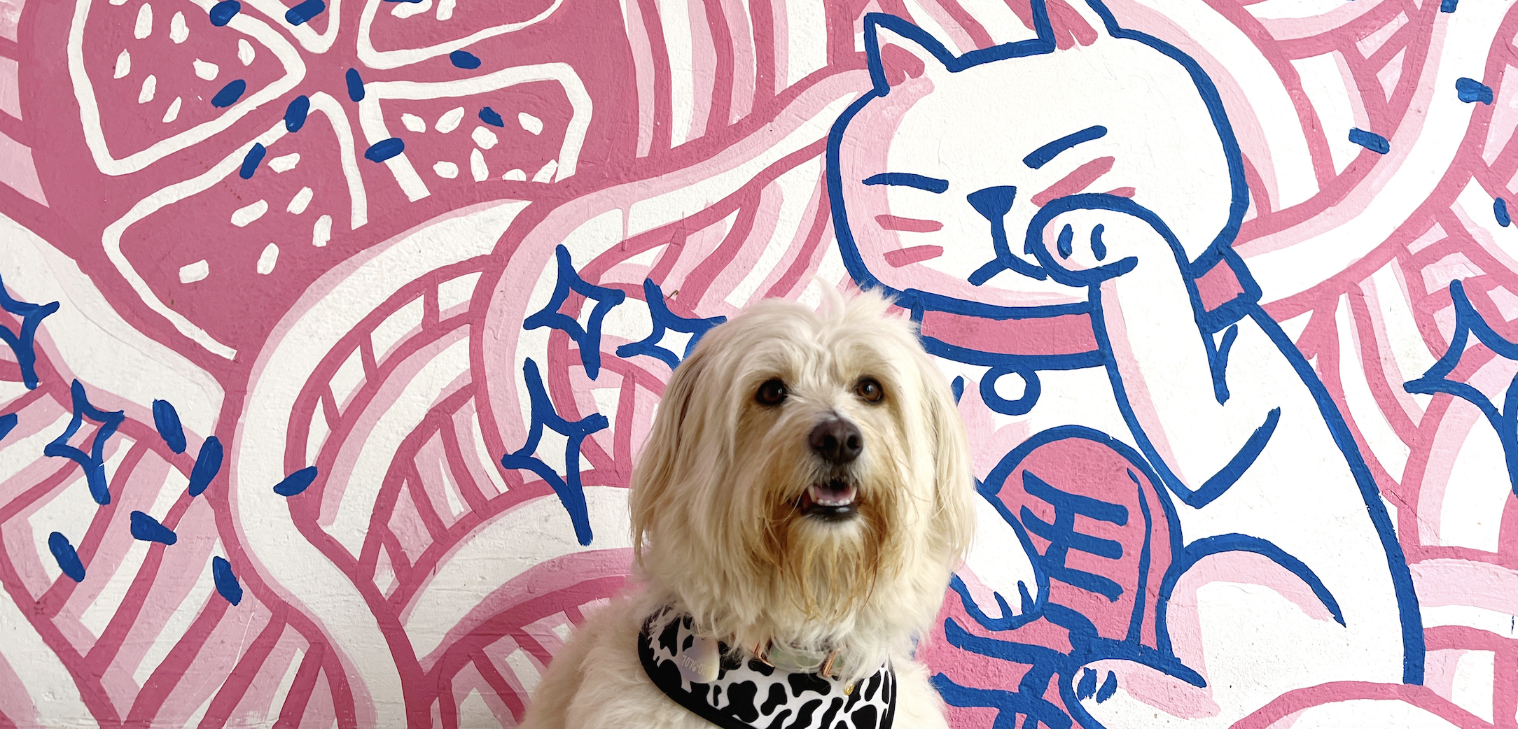 fluffy white dog in front of a pink graffiti